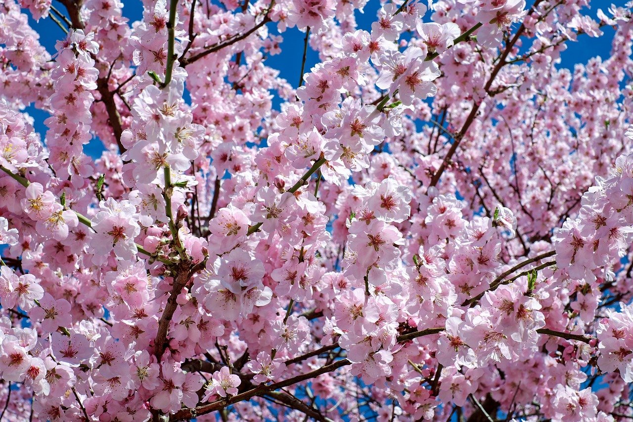 cherry tree photo