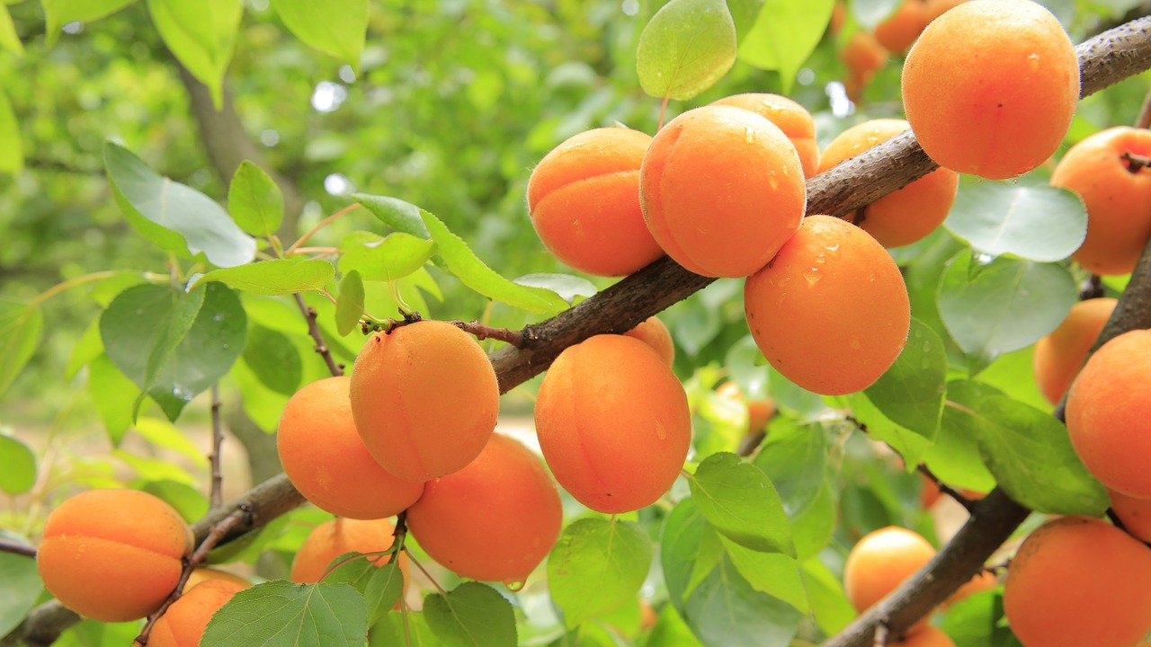 apricot photo