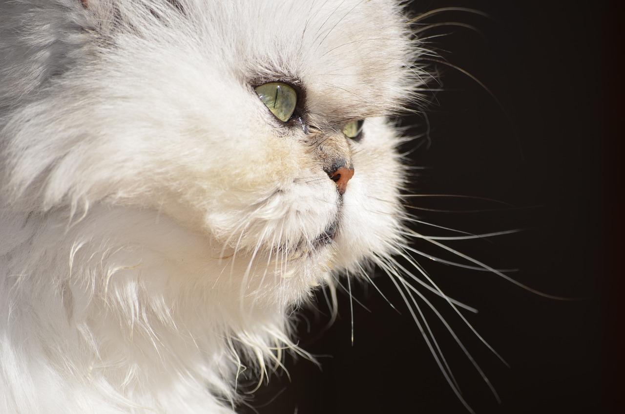 persian cat photo